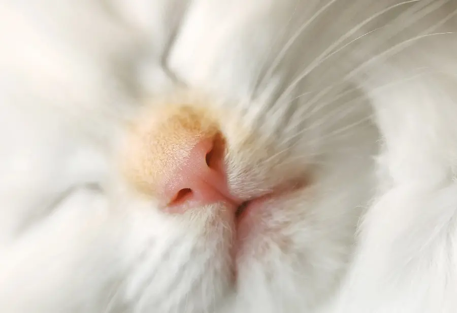 Gogol profile photo of a sleeping white cat