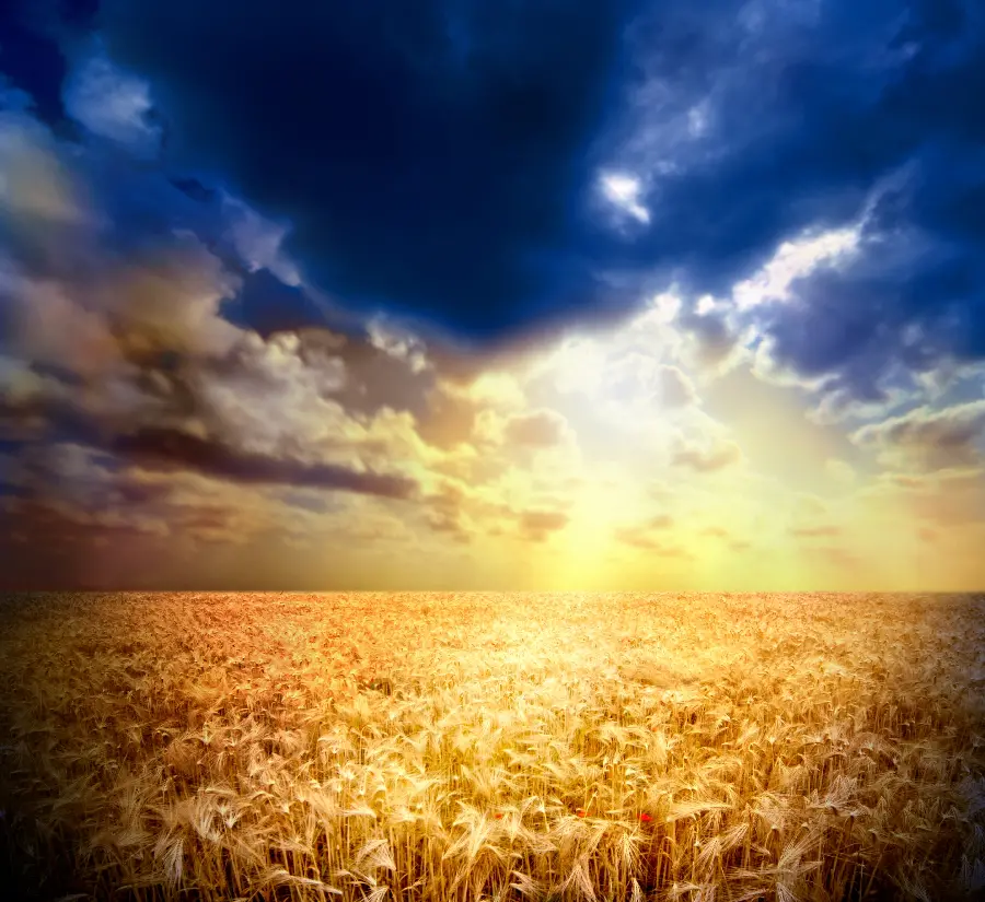 High-quality nature photo