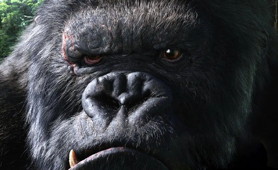 Scary Gorilla Picture of His Angry Face High Quality for Profile