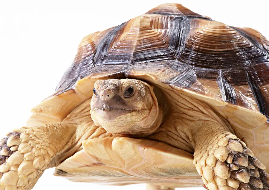 Front view of a turtle