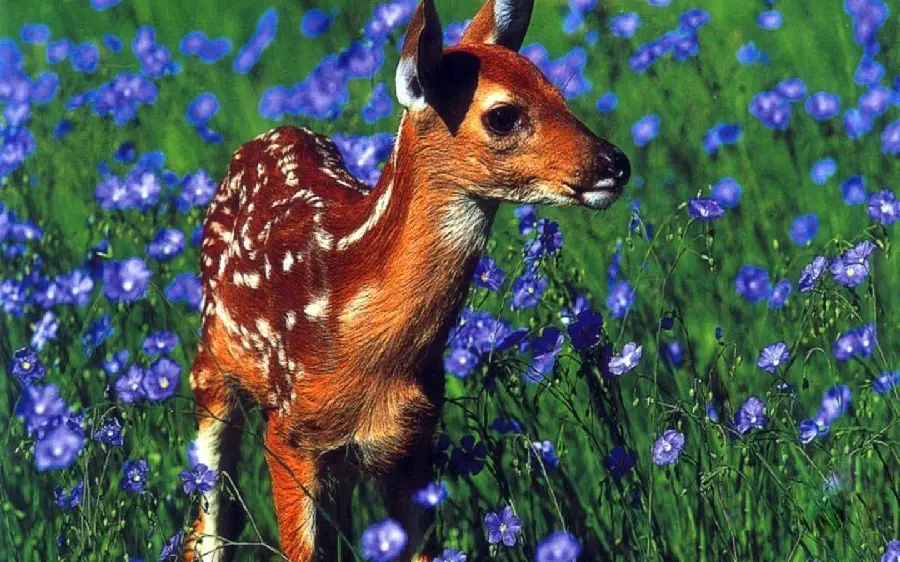 Download Spotted Baby Deer Image Next to Purple Flowers