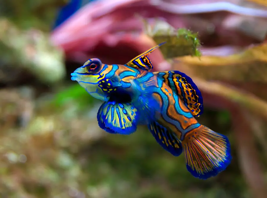 Photo of fish in wildlife documentary