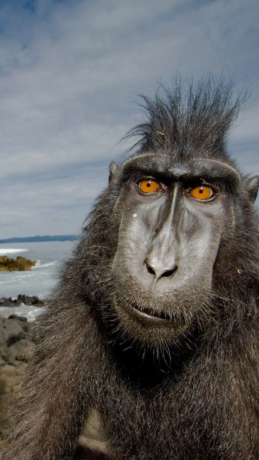 Download a free baboon profile photo