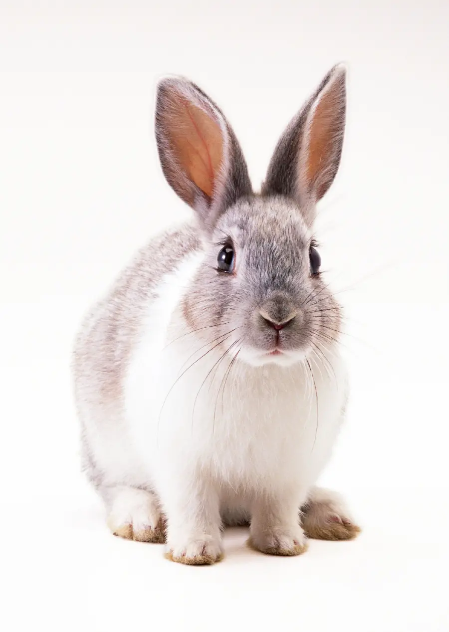 Rabbit studio photo