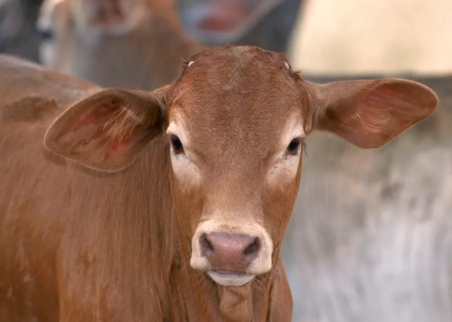 Brown cow in wildlife documentary