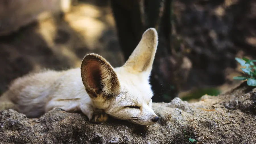 Background of a Close-up of a Desert or Sand Fox