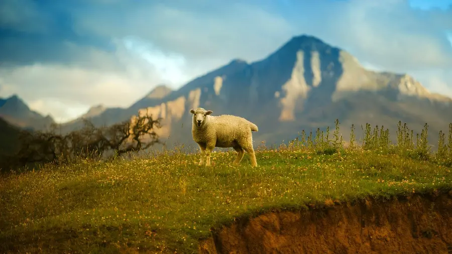 Funny sheep profile picture