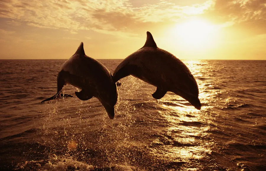 Attractive Wildlife Photo