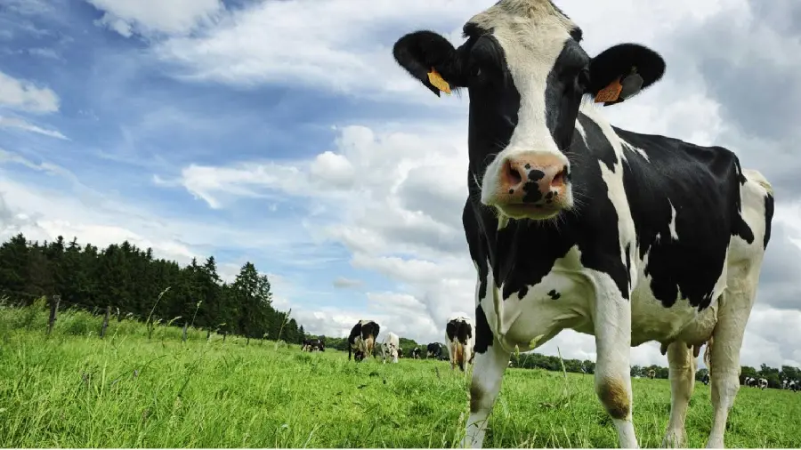 Image of a dairy cow grazing in a farm