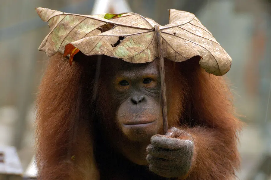 Photo High quality of orangutan