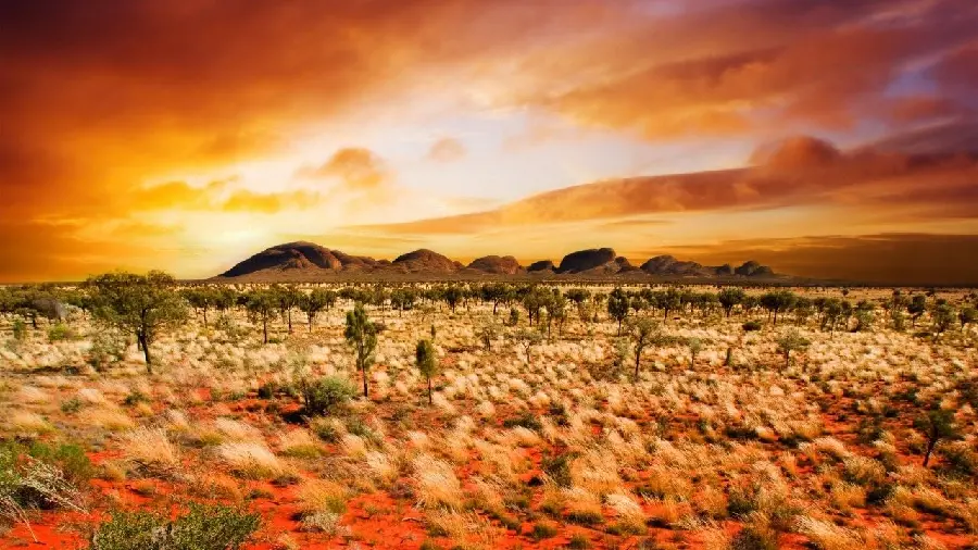 Photo of the Australian desert landscape with vegetation Special