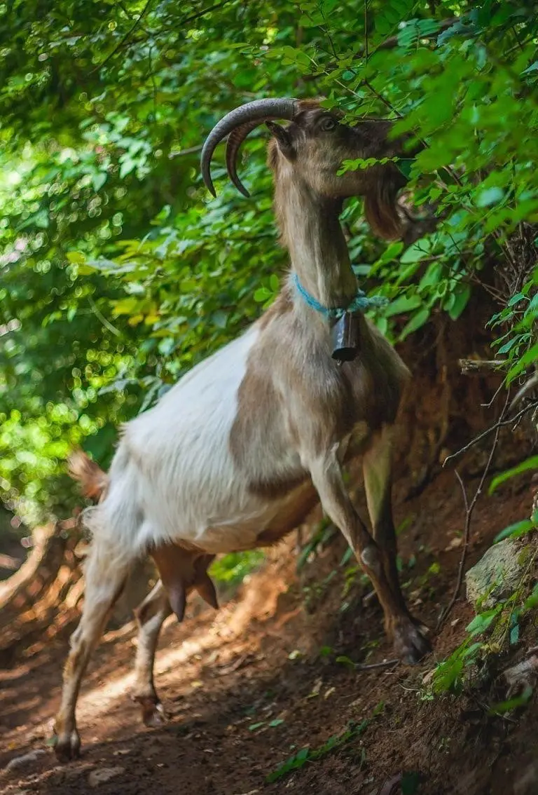 Goat Wallpaper for Phone Eating Tree Leaves