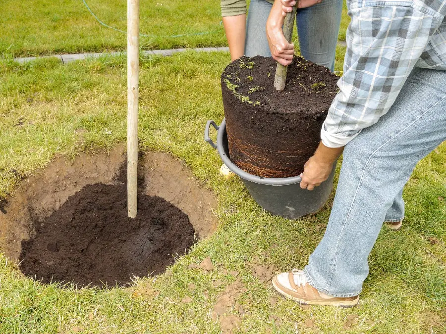 Photo of Planting Trees in the Ground on Arbor Day