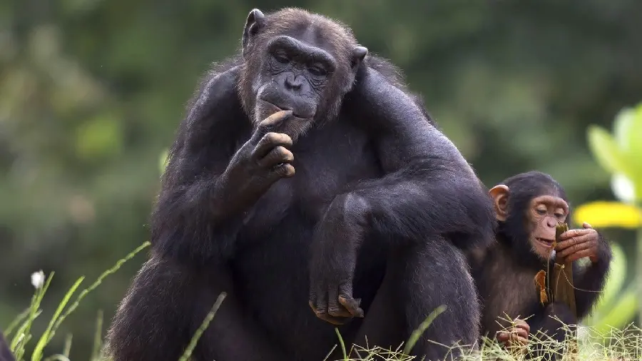 Big Chimpanzee Pictures for High Quality Download