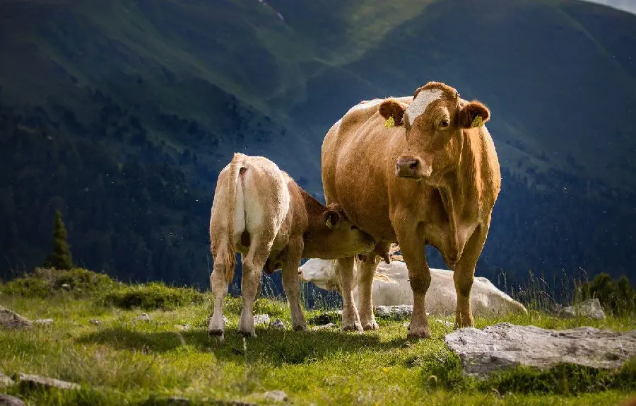 Cow Milking Calf Picture HD