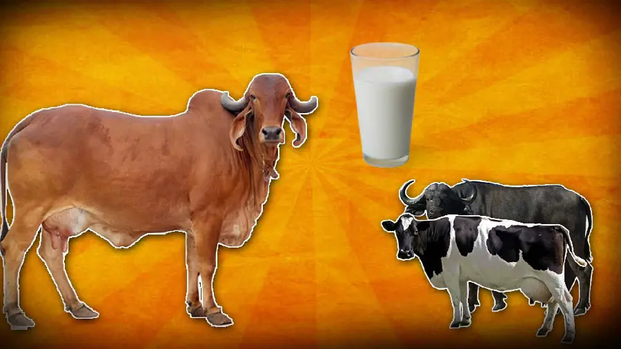 Milking cows and glass of milk background free download photo