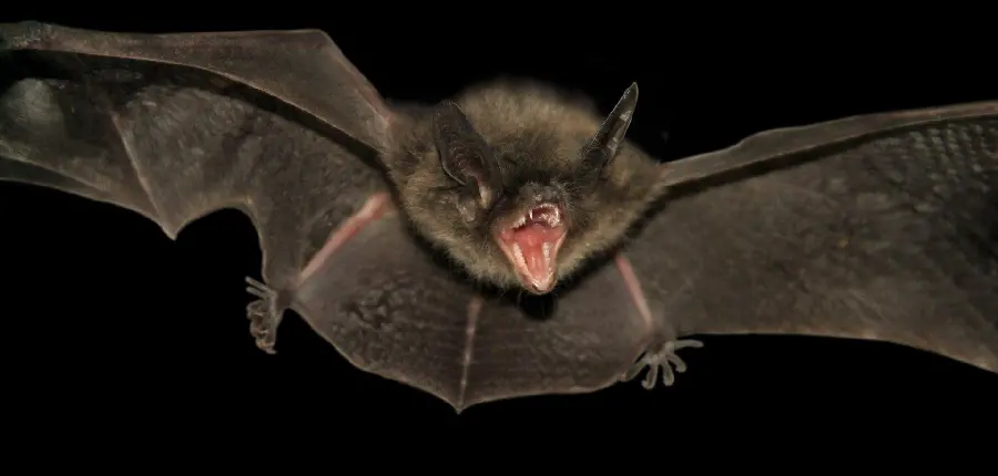 Big Bat Photo