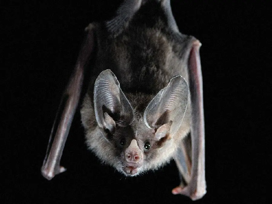 Scary bat photo