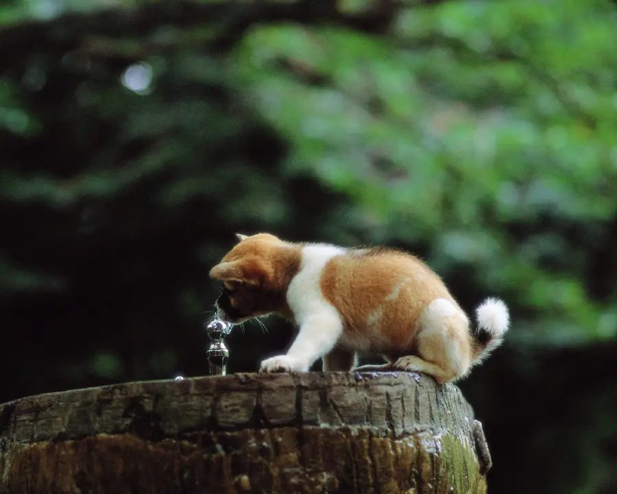 Funny and funny pictures of animals