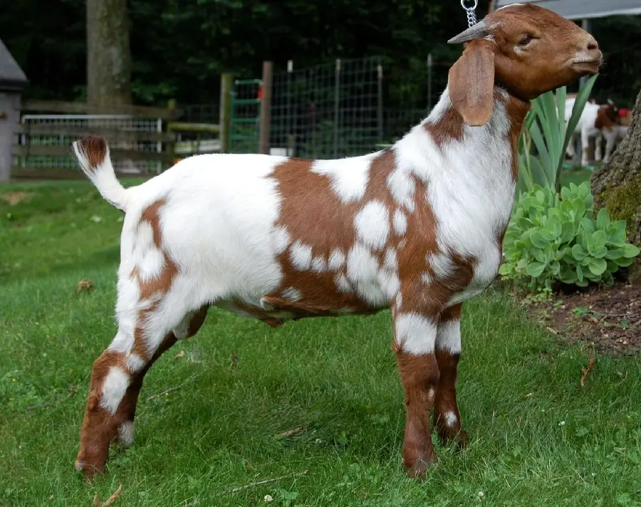 High quality full hd brown spotted goat picture