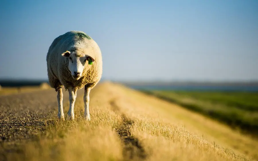 Download Sheep Pictures for Computer and Laptop