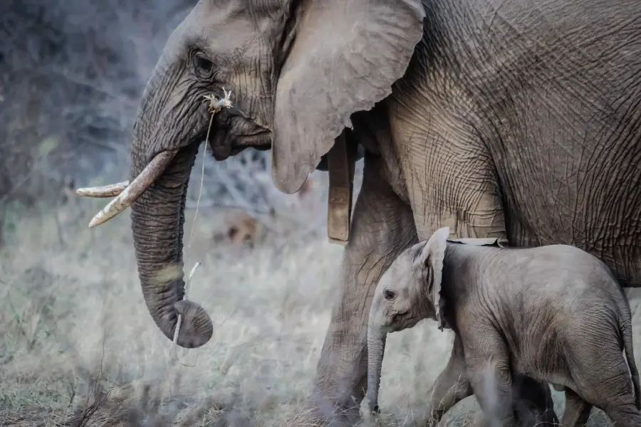 Photo of a little baby elephant with his father and family