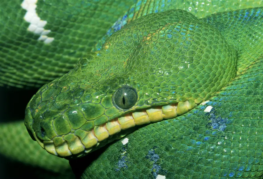 Photo of snake in wildlife documentary