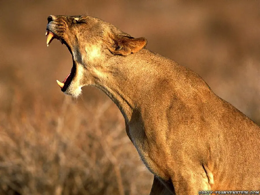 Funny Crazy Animal