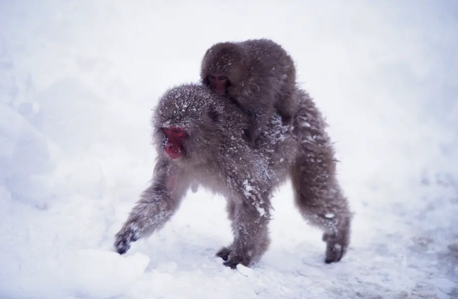 Wildlife Photographer of the Year Award Winner