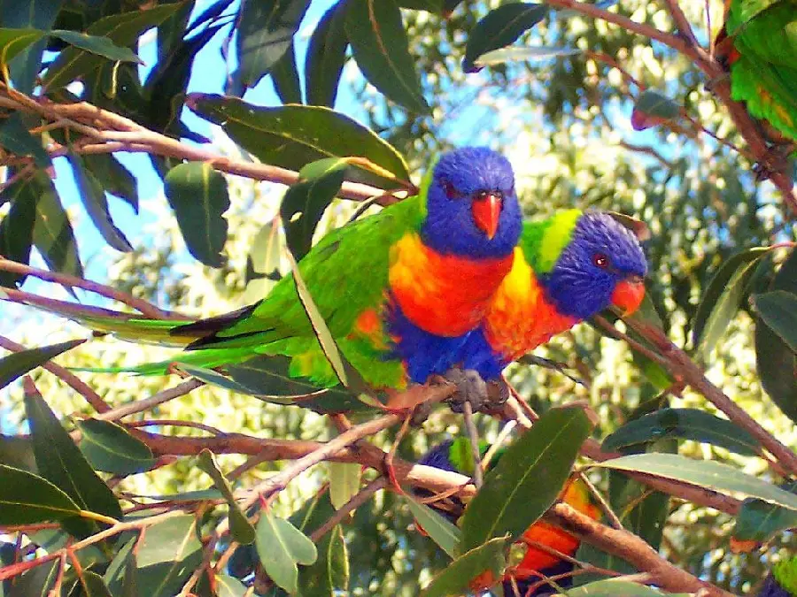 Picture of wild parrots in Australia