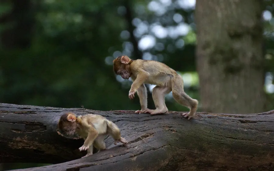 Playful photo of naughty baby monkeys