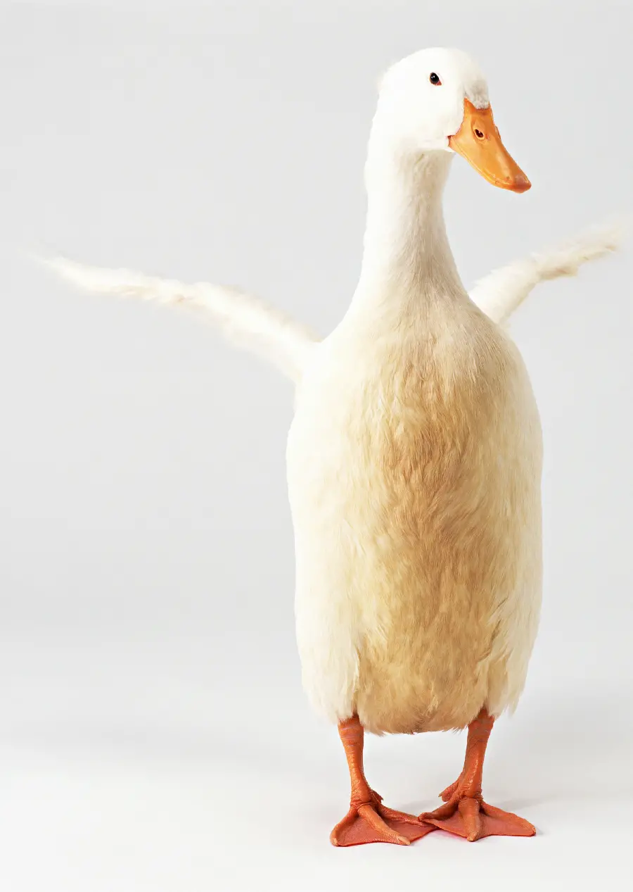 FULL HD quality duck photo