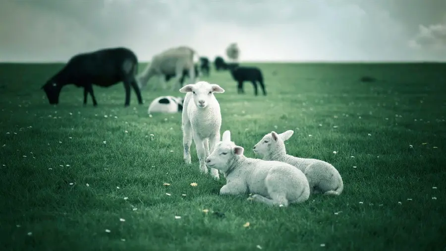 Photo of farm animals and beautiful white sheep