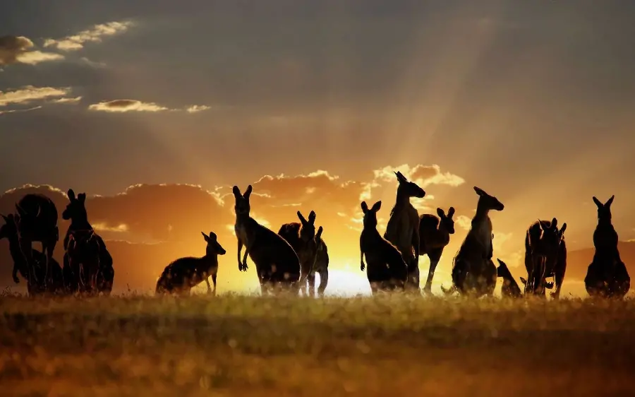 8k Photo of Kangaroo Herd on the Australian Plains