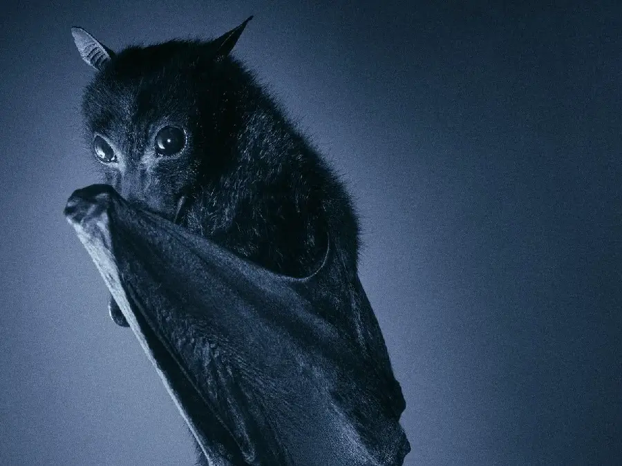 Bat Photo