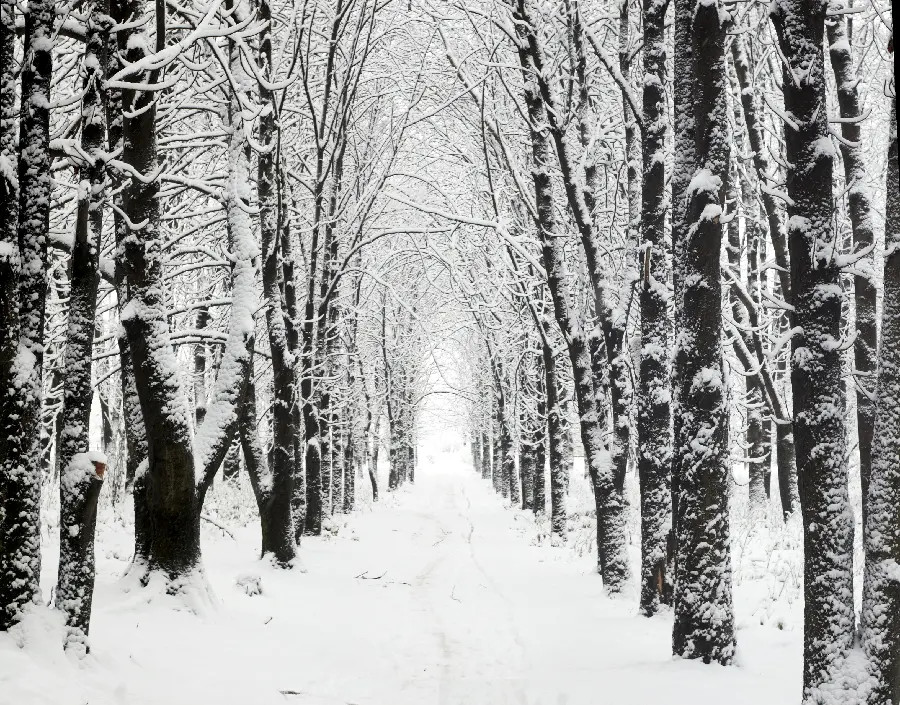 Winter nature photo