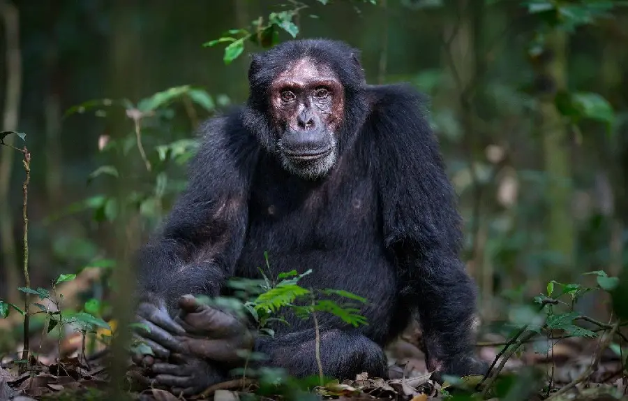 High Quality Scary Monkey Picture for Download