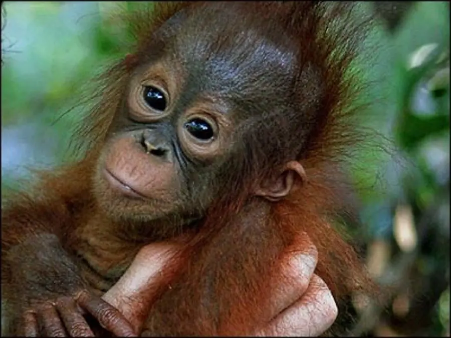 Playful Baby Monkey Photo