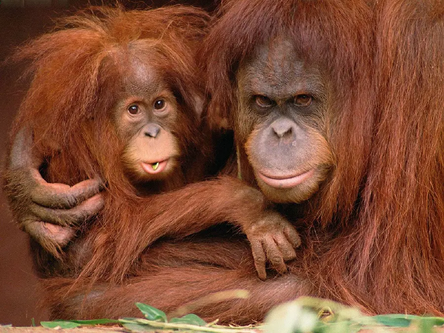 Download Photo of Female Orangutan and Baby Orangutan Together