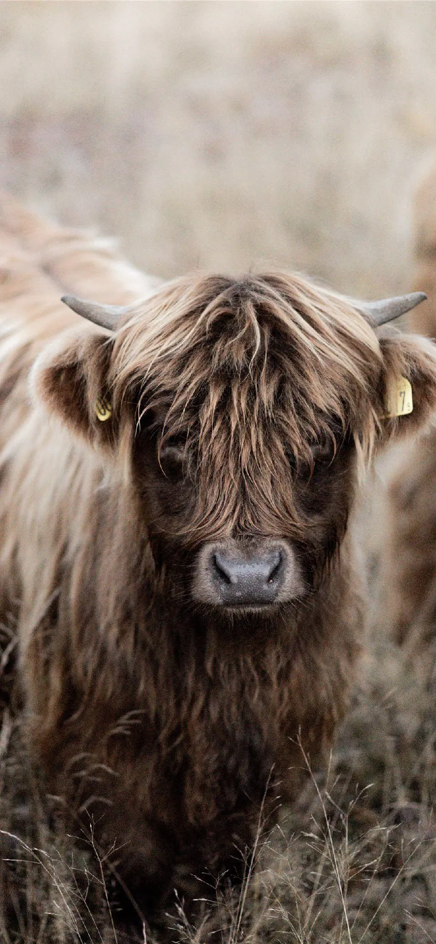 Cute and beautiful gamish calf with brown hair suitable for iPhone Samsung Xiaomi wallpaper