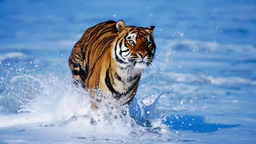 Funny Crazy Animal