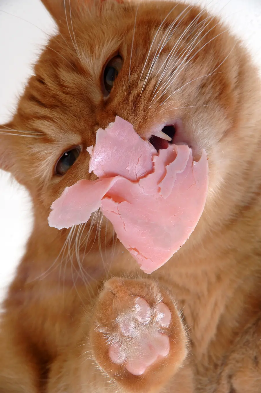 Super quality background of a cute orange cat