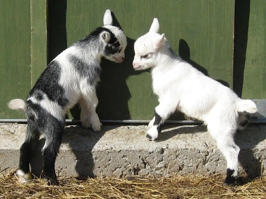 Playful baby goats photo with high quality and free
