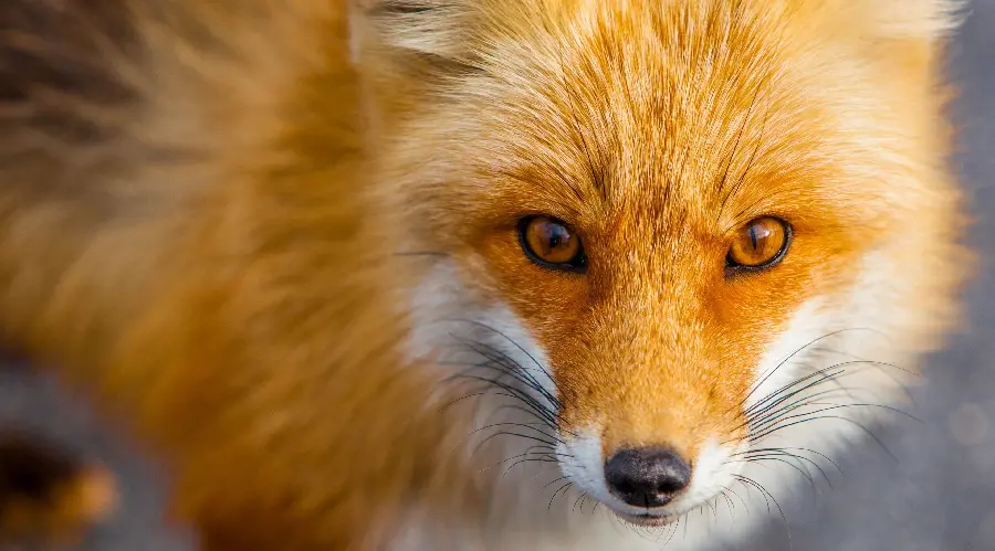 Download Stylish and Creepy Fox Background for Monitor