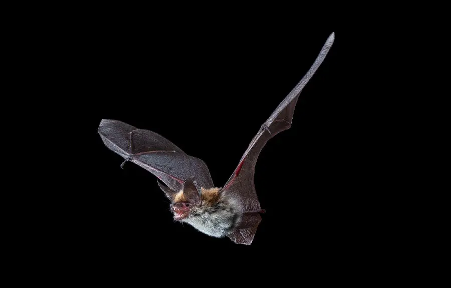 Bat photo for Halloween