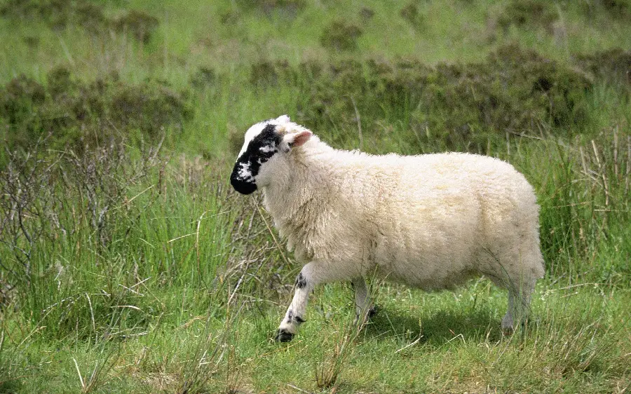 Picture of a White Fluffy Sheep Running Alone