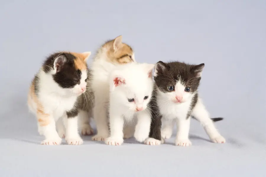 Photo of Four Playful Cats Together