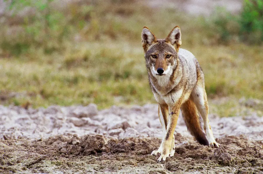 Wolf in the wild