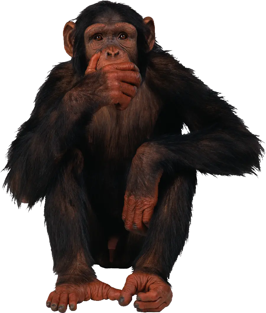 Real sitting chimpanzee photo in png format