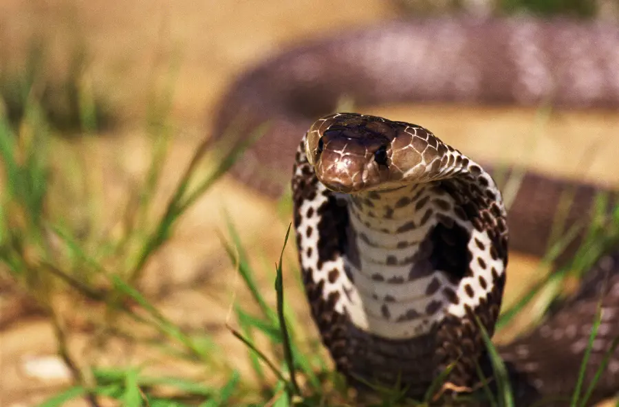 Dangerous Snakes Wildlife